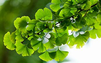 Ginkgo biloba heals the male body, improves blood flow to the pelvic organs