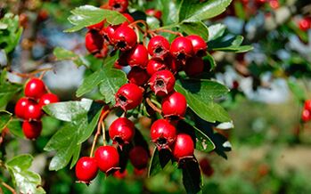 Hawthorn improves male libido, but can lower blood pressure